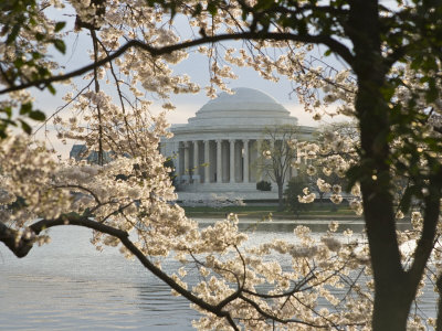 Thomas Jefferson Memorial Surrounded by Cherry Blossoms